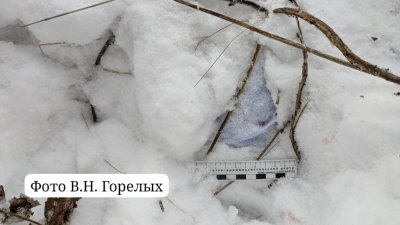 Мать двоих детей закопала новорожденного ребенка в снег (ФОТО)