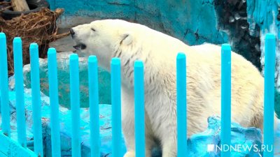 За четыре года в России спасли 17 белых медведей