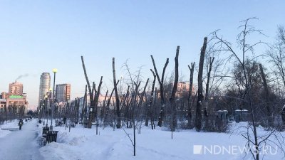 В Екатеринбурге началась санитарная обрезка деревьев