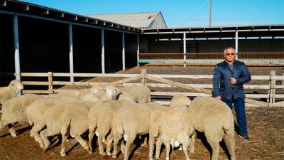 Чем ценна дагестанская горная? Фермер из Дагестана рассказал все о горно-отгонном овцеводстве