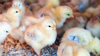 Иркутянка нашла в мусорном баке сотни живых цыплят