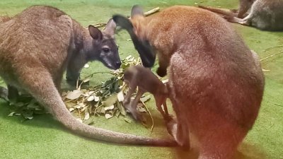 У кенгуру-многоженца появилось сразу два детеныша (ФОТО)
