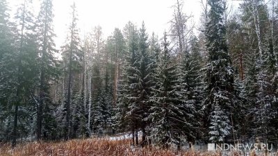 На Урале гибнут пихтовые леса из-за завезенного вредителя