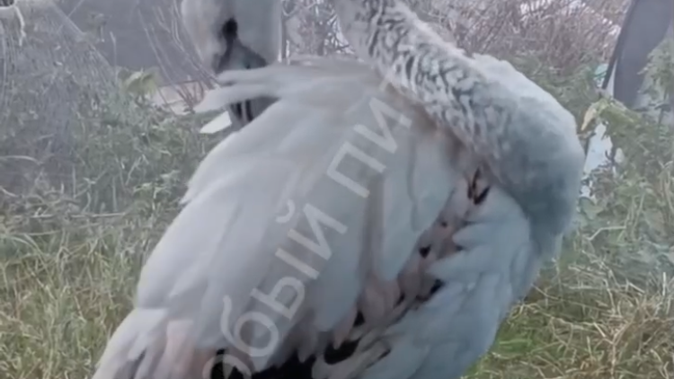 Найденного в лесу подстреленного фламинго отпустят в дикую природу Найденного в лесу подстреленного фламинго отпустят в дикую природу