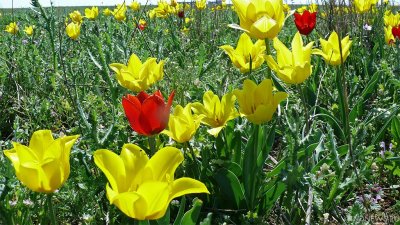 В Крыму стартовал Парад тюльпанов