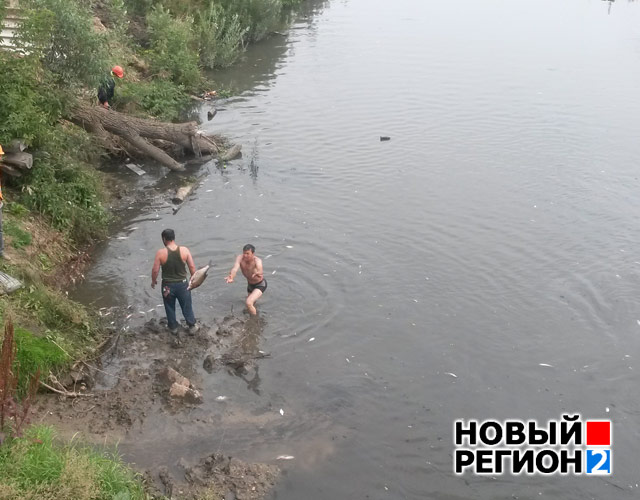 Новый Регион: В Екатеринбурге возле ЦПКиО произошел массовый замор рыбы (ФОТО)