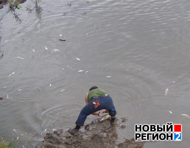 Новый Регион: В Екатеринбурге возле ЦПКиО произошел массовый замор рыбы (ФОТО)
