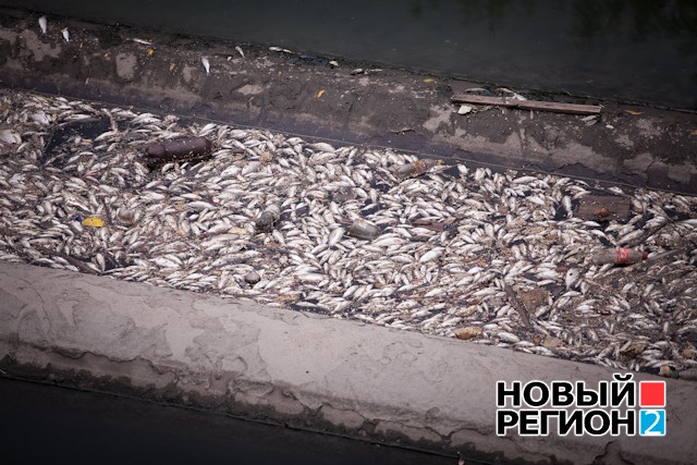 Новый Регион: В Екатеринбурге увеличилось количество мертвой рыбы в Исети (ФОТО)