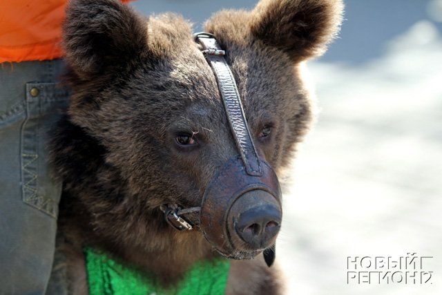 Новый Регион: Ехали медведи…не на велосипеде (ФОТО, ВИДЕО)