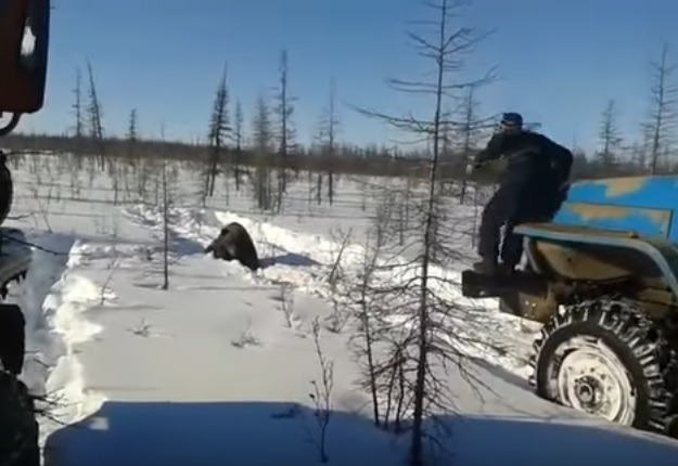 Новый День В Якутии вахтовики умышленно переехали медведя грузовиком