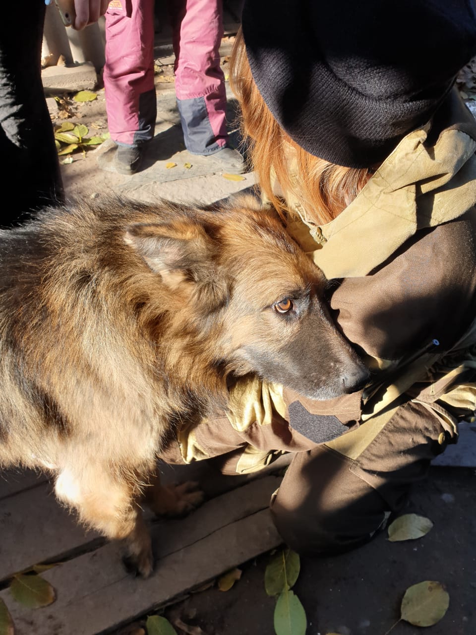 Екатеринбургские зоозащитники привезут из Луганска больных животных (ФОТО, ВИДЕО)