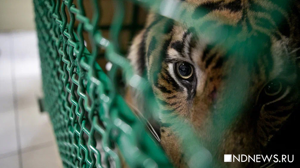 В Хабаровском крае у дороги нашли тигренка со сломанной лапой