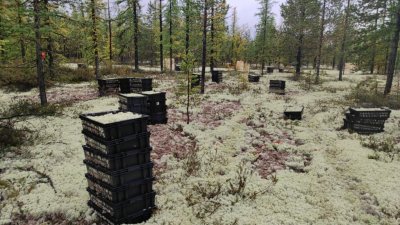 Чиновники и полиция на Ямале передают друг другу материалы проверки, пока из леса фурами вывозят ягель