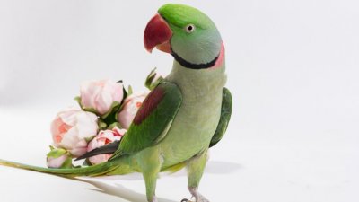 Зоомистером-2020 стал попугай (ФОТО)