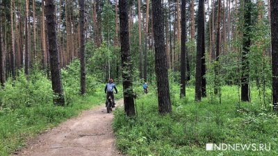 Лесопарки Екатеринбурга обработают от клещей до 27 мая