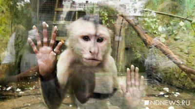 Екатеринбургский зоопарк обновит вольеры для обезьян за 26 миллионов