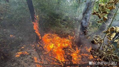В Приморье более 100 га леса выгорело за сутки