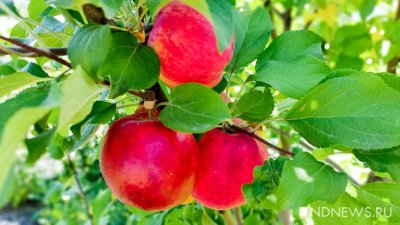 Сидроделы объявили сбор уральских яблок и груш