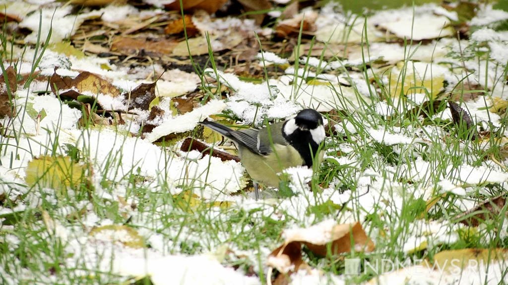 Сегодня Синичкин день &ndash; как поддержать пернатых в холода
