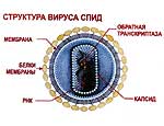 Природа сама справится со СПИДом