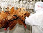 Птиц на Кубани погубил вирус гриппа H5N1