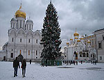 Новогоднюю кремлевскую ель срубят в лесах Подмосковья