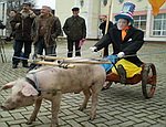 В Симферополе проводили Зиму и покатали в свиной упряжке Ющенко (ФОТО, ВИДЕО)