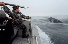 На Чукотке не могут найти пропавших морзверобоев