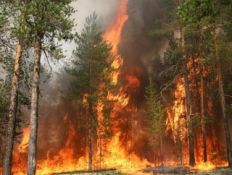 Новые природные пожары вспыхнули под Москвой