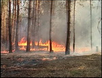 На территории Дальнего Востока действуют три природных пожара