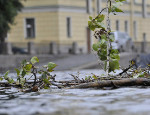 Штормовой ветер в Петербурге валит деревья и срывает крыши