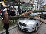 На Крещатике рухнувшее дерево раздавило три автомобиля (ФОТО)