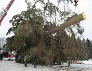 Во Владивостоке упала новогодняя елка за 7 миллионов