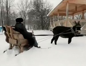 В интернете появился предвыборный видеоролик Владимира Жириновского (ВИДЕО)