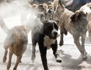 В Магадане собаки загрызли мужчину