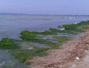 Одесский пляж заполонили вонючие водоросли