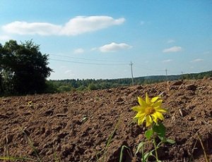 Генпрокуратура вернула государству 75 га земли в Конча-Заспе стоимостью 122 миллиона