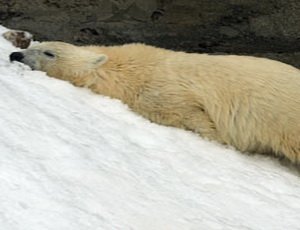 Синоптики: 2013 год будет самым теплым в истории