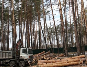 В Одесской области незаконно вырубили целый лес