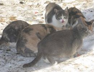 В Донецке бомжи от голода питаются кошками и собаками