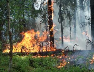 На Дальнем Востоке – одиннадцать пожаров