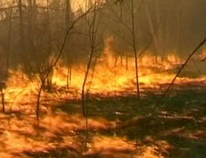 В Воронежской области из-за аномальной жары объявлено штормовое предупреждение