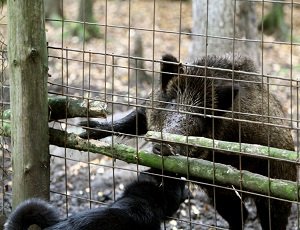 Защитники животных обнаружили пять притравочных баз в Одесской области