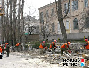 В Севастополе хотят срубить все тополя