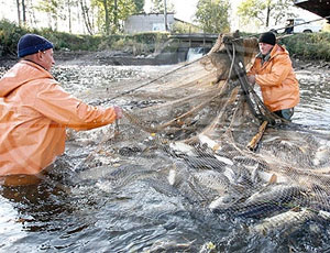 В Приднестровье могут снять мораторий на промысловый лов рыбы в Днестре