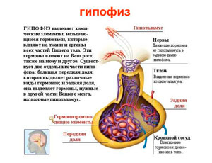 Высоченный житель Мьянмы поехал на лечение в Сингапур