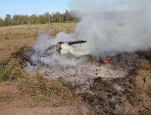 В Намском районе Якутии сожгли 4 тонны конопли (ФОТО)