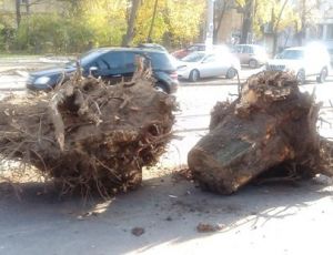 В Одессе на Французском бульваре выкорчевали сотню пней