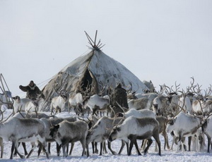 На сельское хозяйство Чукотки потратят 3,8 млрд рублей