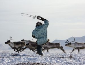 В Якутии не могут найти 1,5 тыс. домашних оленей